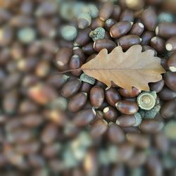 Close-up of autumn leaf