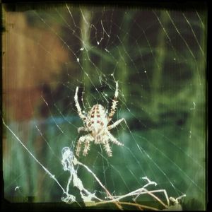 Close-up of spider web