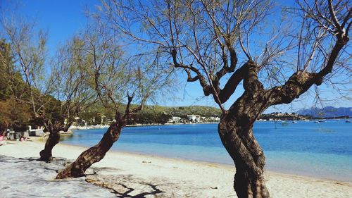 Bare trees on shore against sky