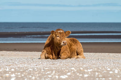 Cow relaxing at beach