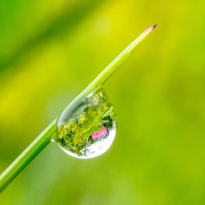 Close-up of water drop on plant