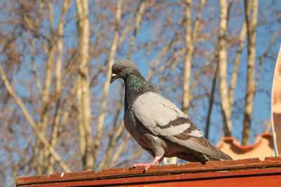 Close-up of bird perching on wood