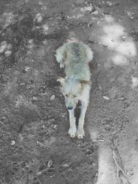 High angle view of dog on sand
