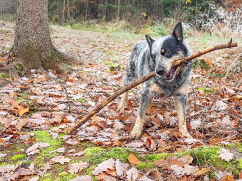 Dog in a forest