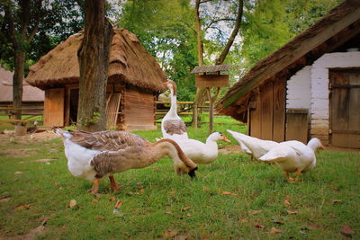 Flock of birds in farm