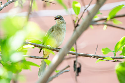 Close-up of bird perching on branch