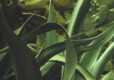 High angle view of plant growing on field