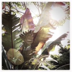 Low angle view of sun shining through tree