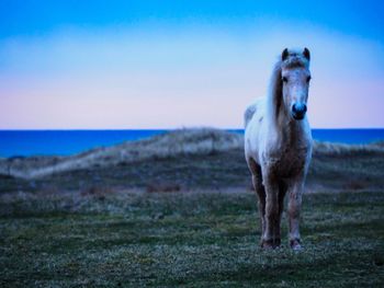 Horse standing on field by sea against sky