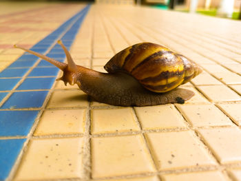 Close-up of snail