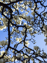 Low angle view of flower tree against blue sky