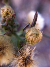 Close-up of bee on flower