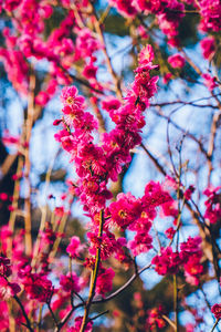 Close-up of cherry blossoms in spring