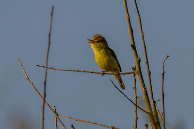 Low angle view of bird perching on branch against sky