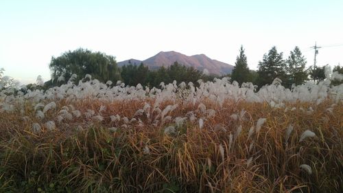 Plants growing on field against sky