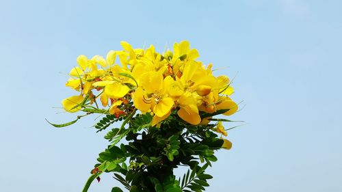 Low angle view of yellow flowering plant against clear sky