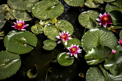 High angle view of water lilies growing in pond
