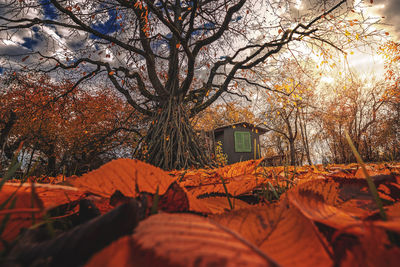 Autumn leaves on tree by building