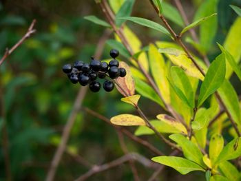 Close-up of berries growing on tree