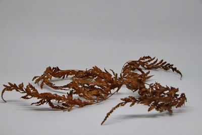High angle view of dried leaves on white table