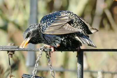 Close-up of bird perching on metal railing