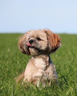 Portrait of dog on grass