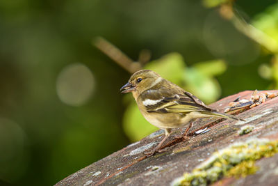 Close-up of bird perching on a tree