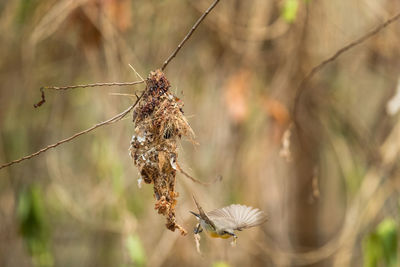 Close-up of hummingbird flying by bird nest