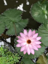 Close-up of pink flower