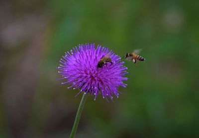 Close-up of bee on purple flower