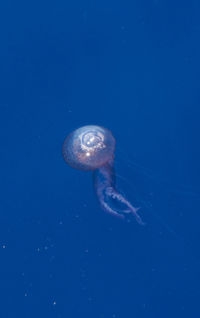 Close-up of jellyfish in sea