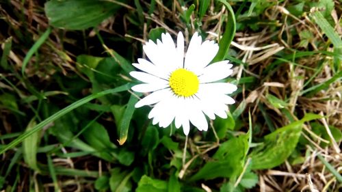 High angle view of white flowering plant on field