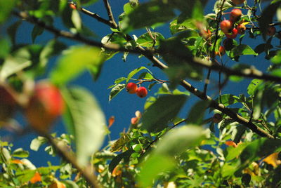 Low angle view of fruits on tree