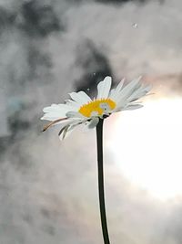 Close-up of white daisy flower