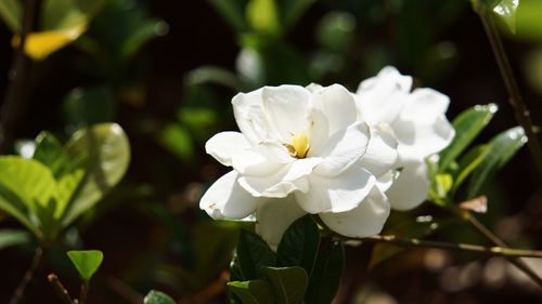 Close-up of white flowering plant