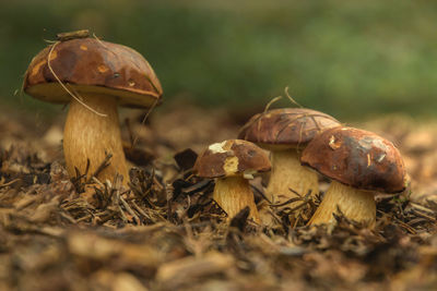 Close-up of mushrooms