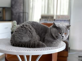 Close-up of a cat on table at home