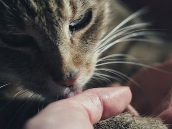 Close-up of tabby cat