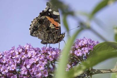 Close-up of butterfly pollinating on purple flower