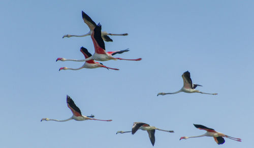 Low angle view of seagulls flying