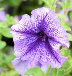 Close-up of purple flower blooming outdoors