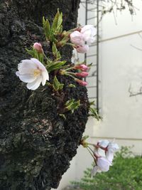 Close-up of white flowers