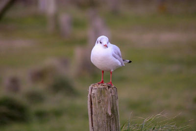 Seagull perching on wooden post