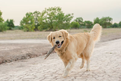 Portrait of golden retriever running on street