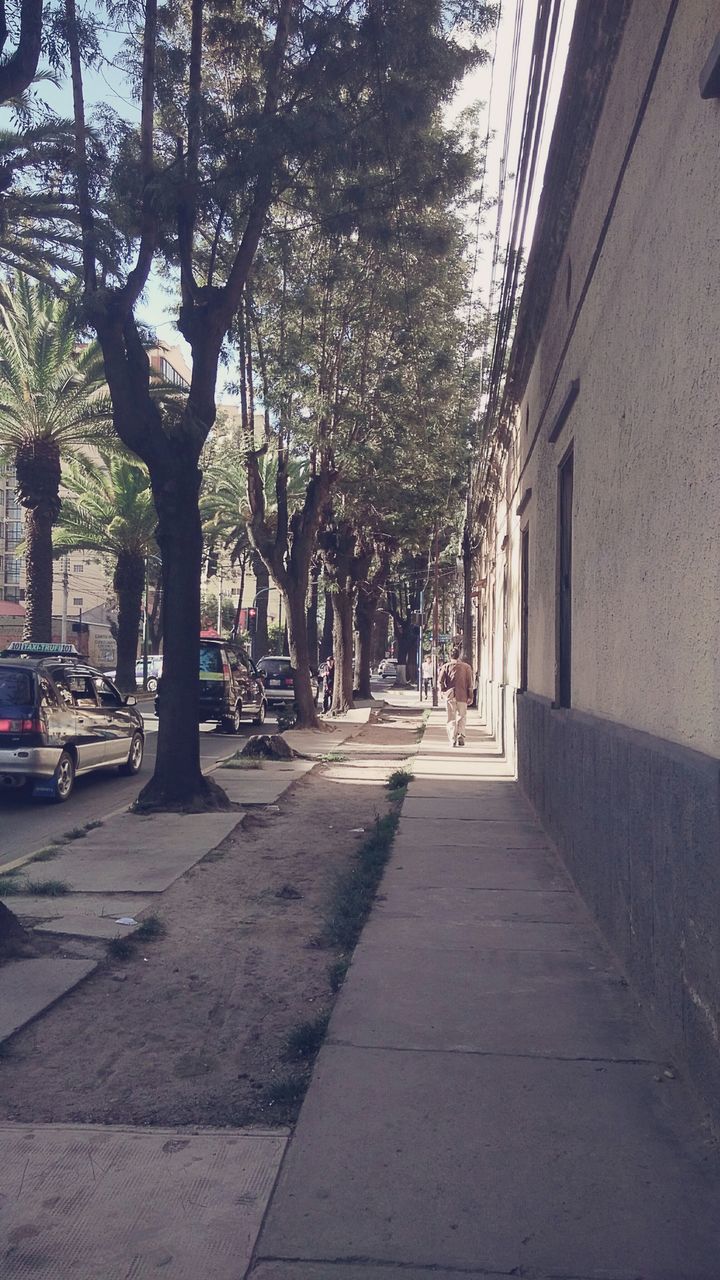 tree, the way forward, built structure, architecture, street, building exterior, footpath, city, diminishing perspective, incidental people, treelined, sidewalk, sunlight, cobblestone, walkway, street light, shadow, road, day, growth