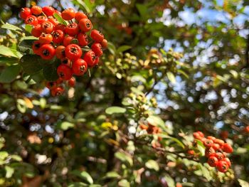 Close-up of red berries growing on tree