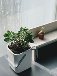 Potted plant on table