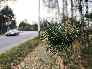 Close-up of pine tree on road in city