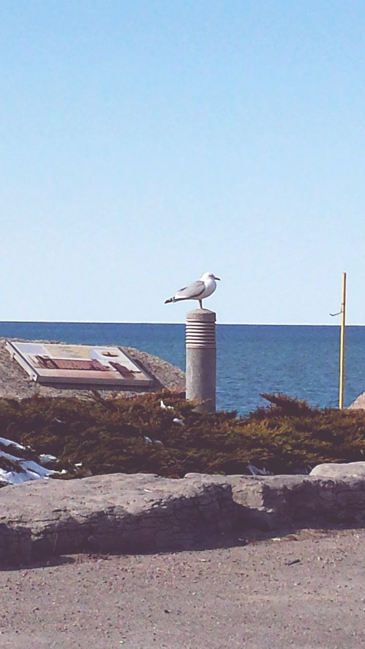 clear sky, bird, copy space, sea, animal themes, water, animals in the wild, one animal, wildlife, horizon over water, built structure, seagull, blue, nature, day, flying, architecture, outdoors, tranquility, beach