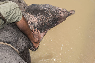 Low section of man sitting on elephant in pond